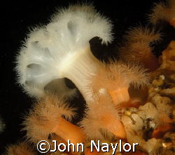 plumose anemones. cathedral rock. St.abbs by John Naylor 